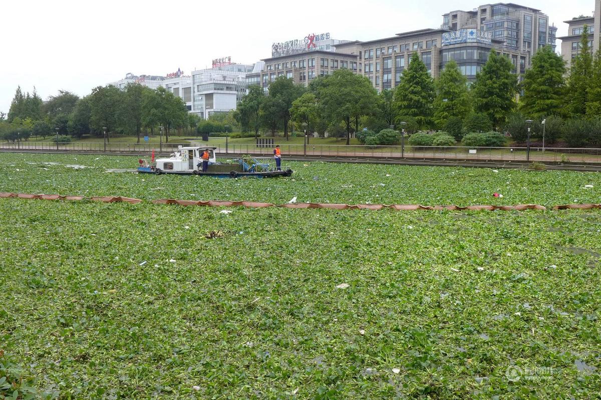 入侵中国的水葫芦现在都去哪了,为什么水葫芦被我们说成入侵植物
