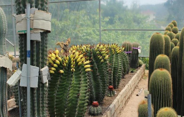 种巨型仙人球,8种仙人球