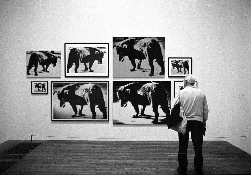 犬的记忆｜世界摄影经典