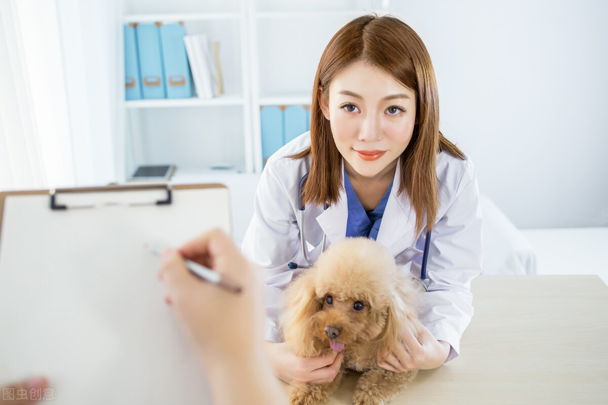 宠物犬得了虱子怎么办？狗狗得虱病的原因以及治疗方法等