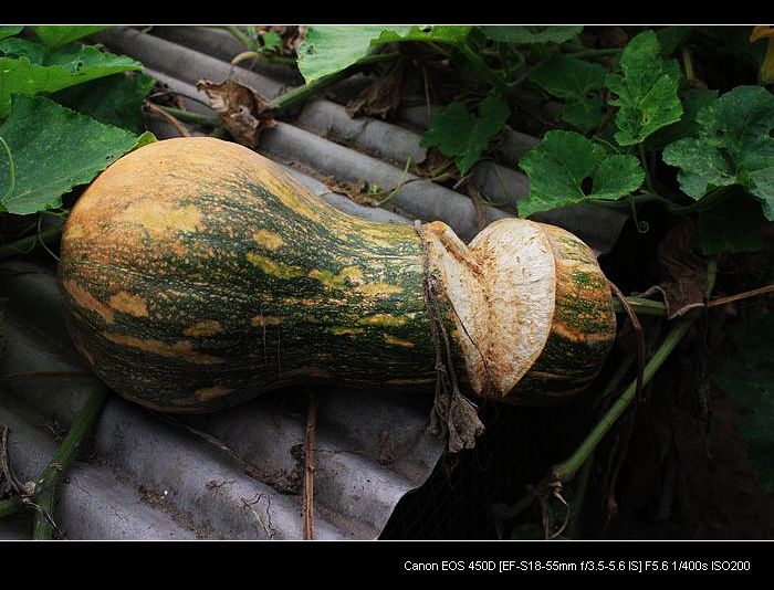 记录农家小院的真实生活,北方农村隐居田园的生活