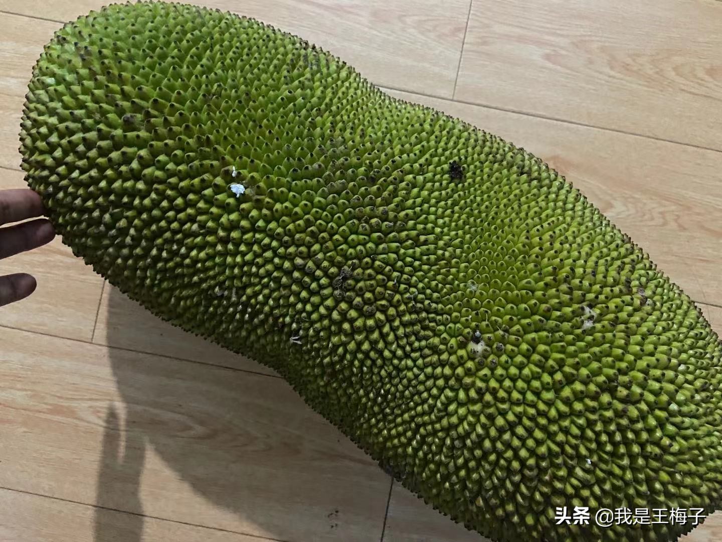 北方人有没有见过菠萝蜜,菠萝蜜北方人不喜欢吃吗