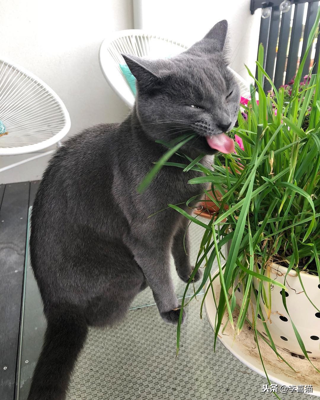 怎么让猫咪学会习惯穿衣,让猫咪在室内快乐生活的小窍门