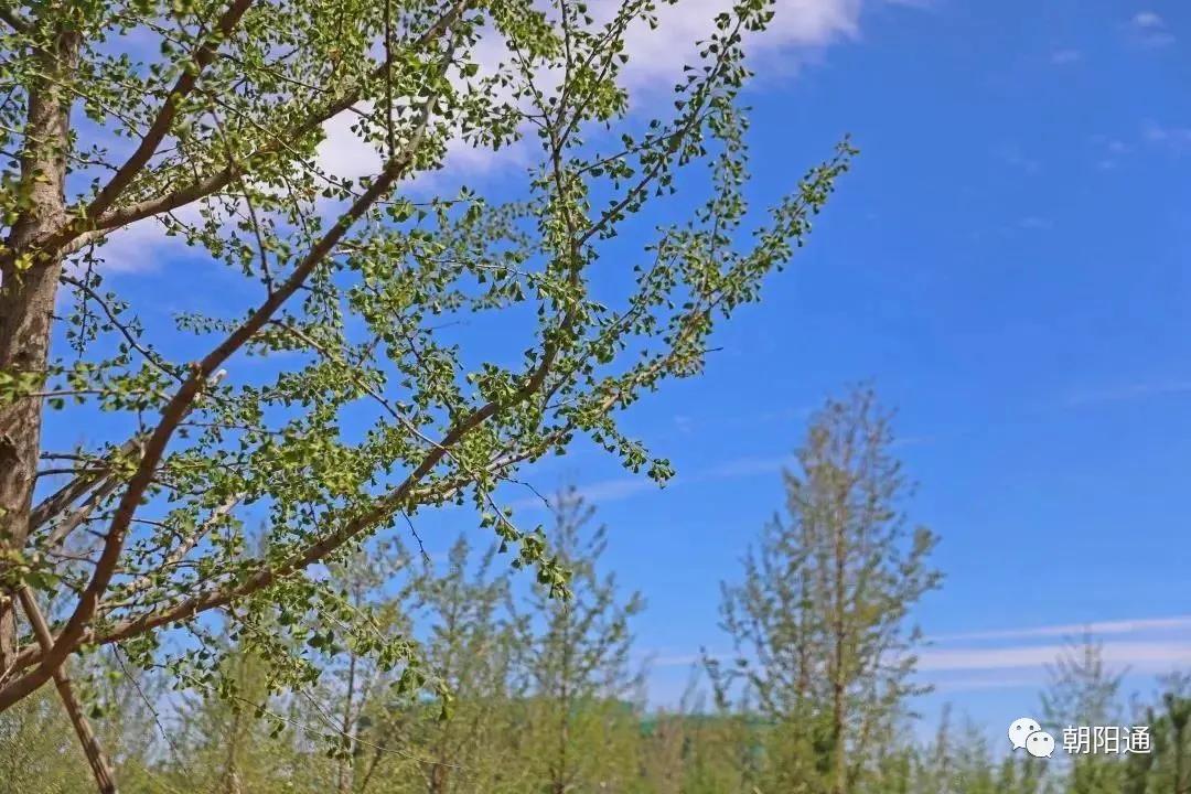 朝阳腾退最新消息,朝阳区芳草地腾退规划