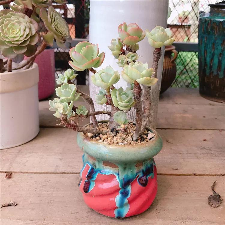 养了8年的“老桩”,价值2000块,这样的碧桃多肉,你舍得买吗?