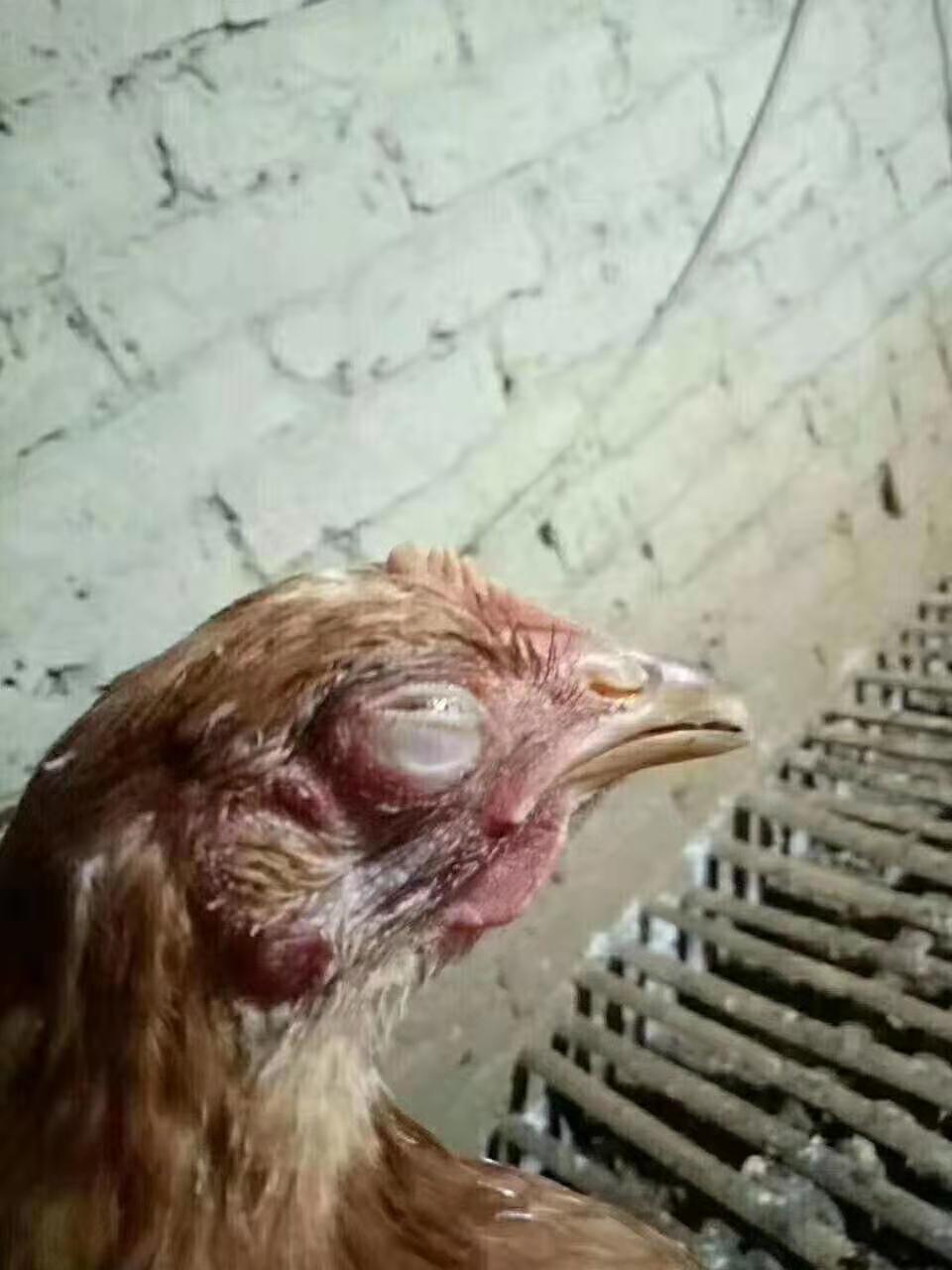 鸡的眼肿发肿睁不开，这是什么病？到底该吃点什么药？