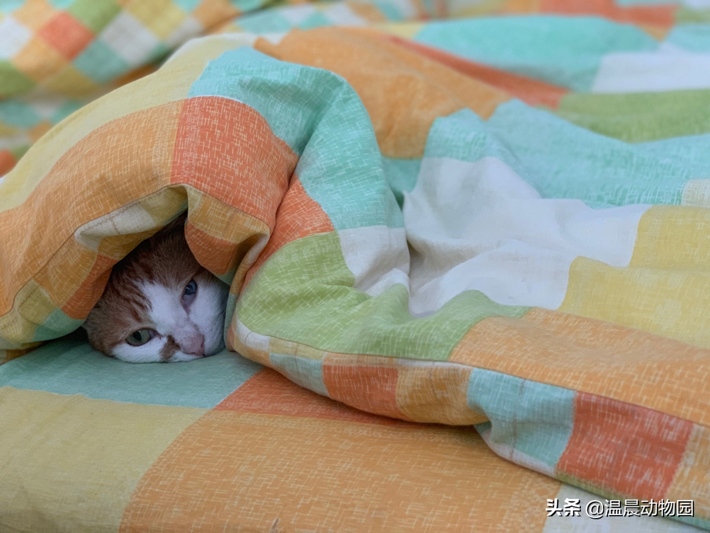 猫咪不让同类靠近,猫咪不让亲近是什么意思