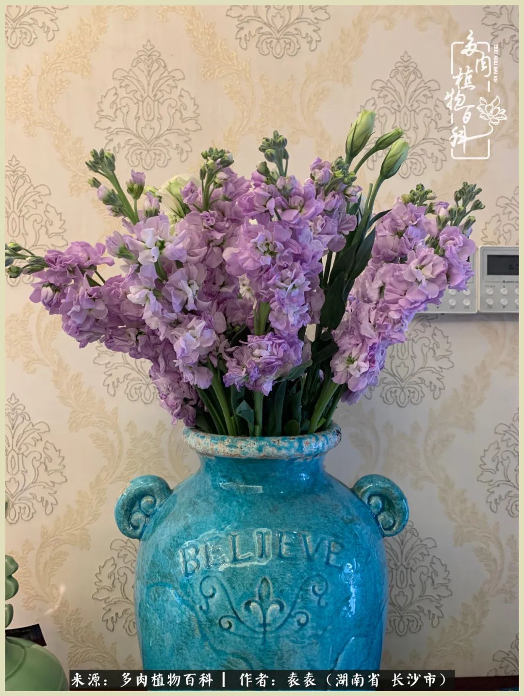 栽花种草的岁月，万物生长之阴晴圆缺