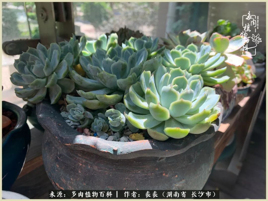 栽花种草的岁月，万物生长之阴晴圆缺