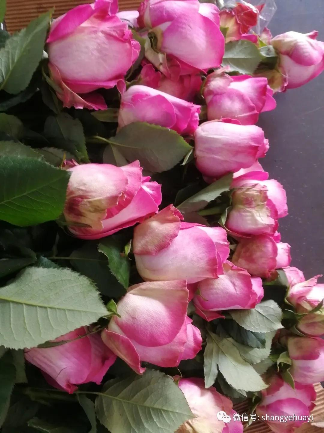 鲜花玫瑰花应该怎么养,玫瑰花鲜花养护