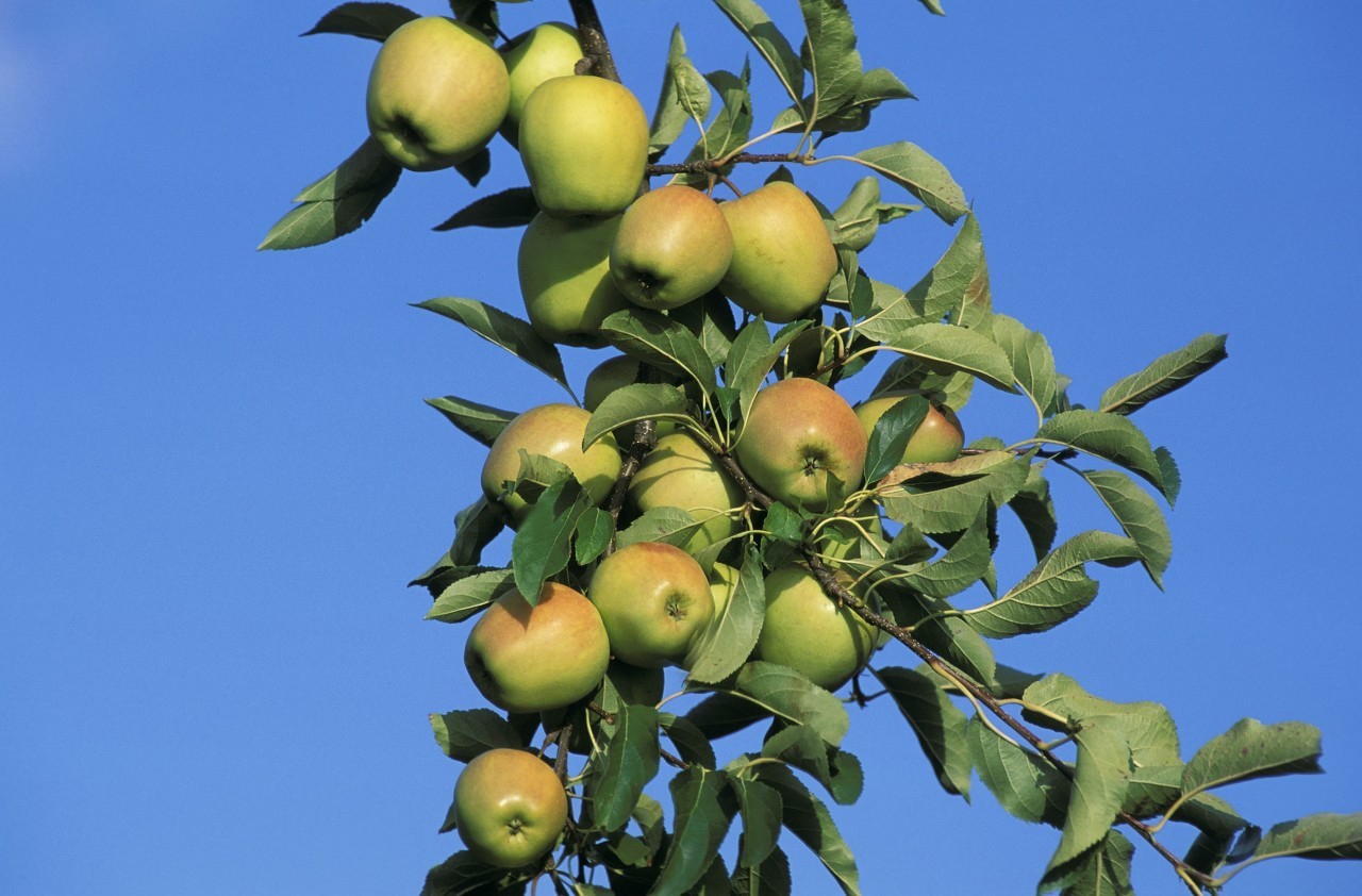 鑻规灉鏂板啝鑲虹値鐤儏,鑻规灉鎰熸煋鏂板啝鑲虹値