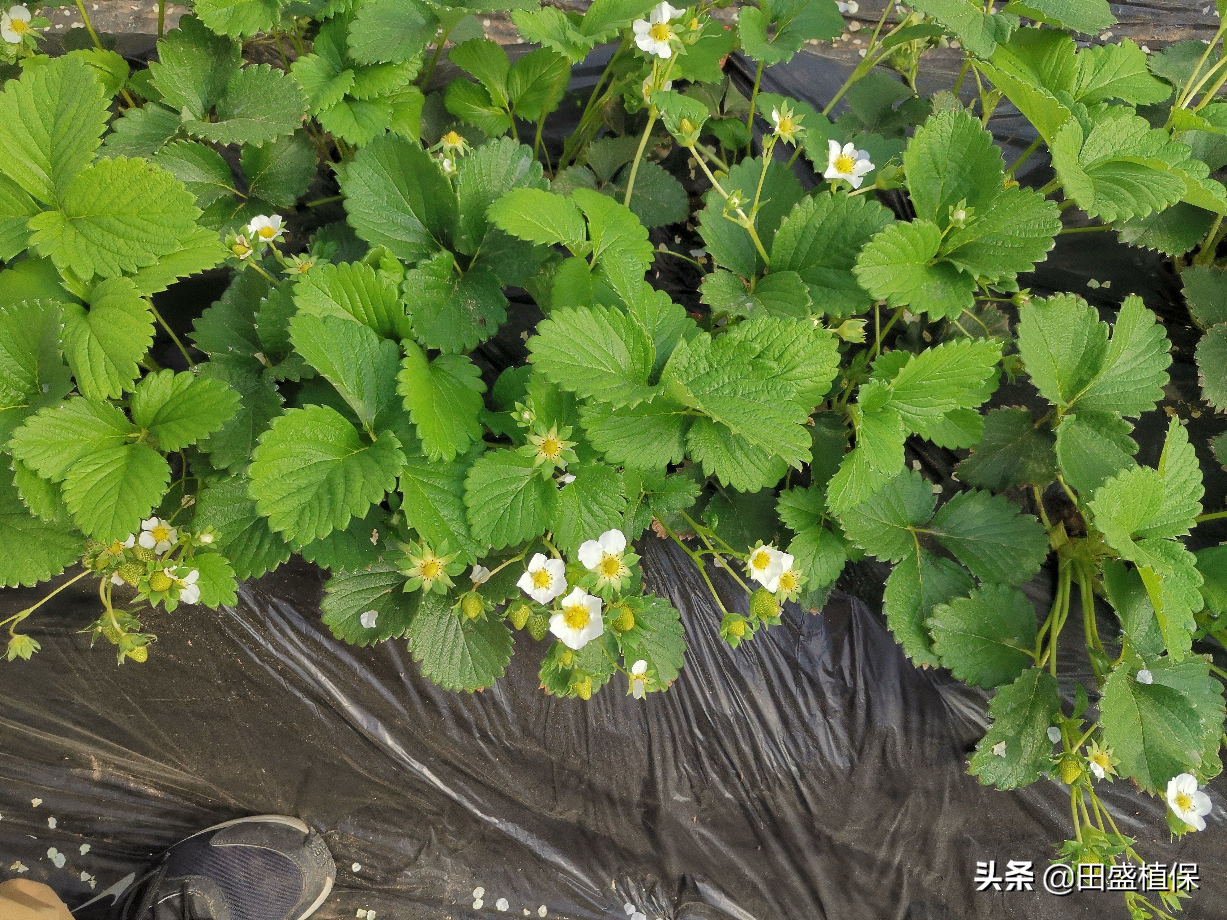 草莓种植离不开精准科学管理,草莓优质高产种植方案之病虫害
