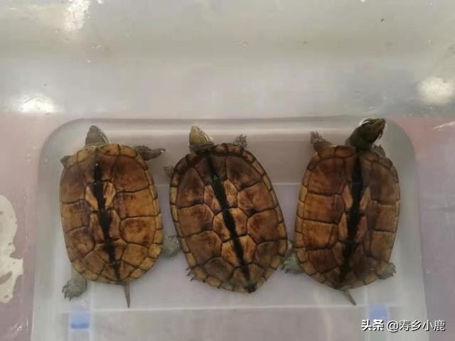 金钱龟现在市场行情,石金钱龟未来行情