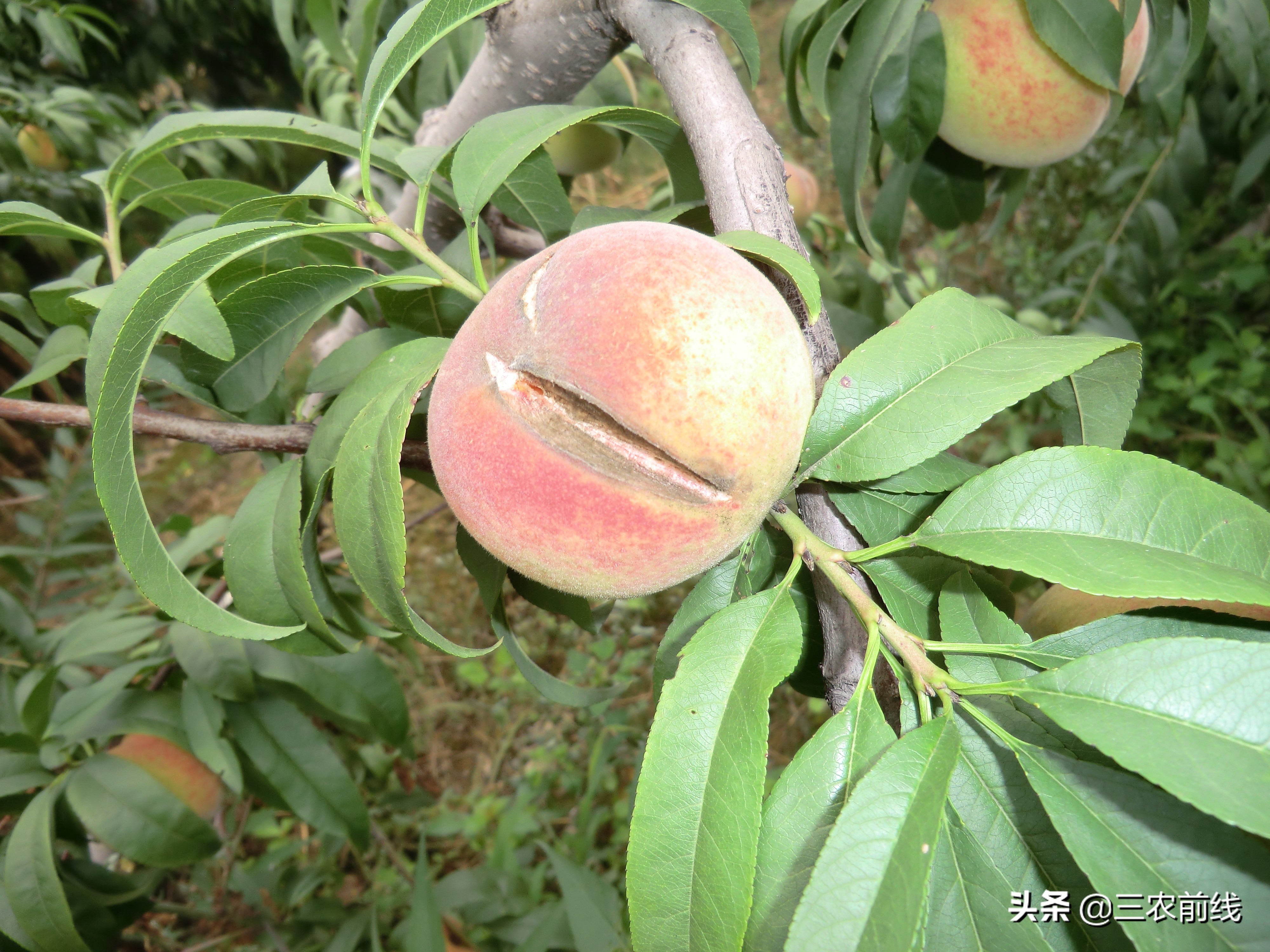 10月套袋桃子出现裂果是什么原因,桃子总是落果怎么回事