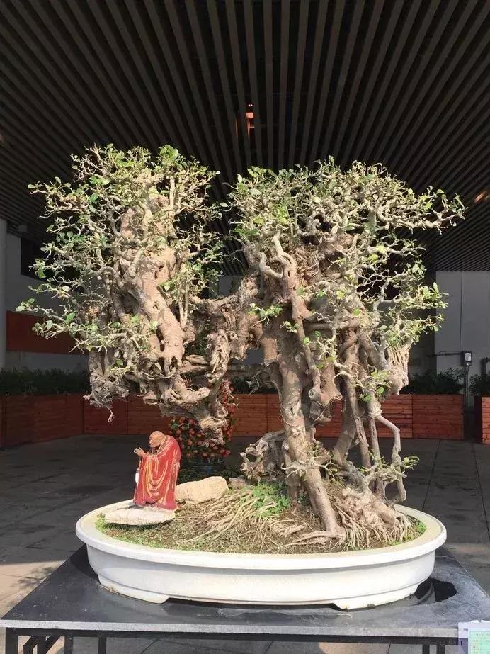 西北盆景树种100种,最值得收藏的六种盆景树种是哪种