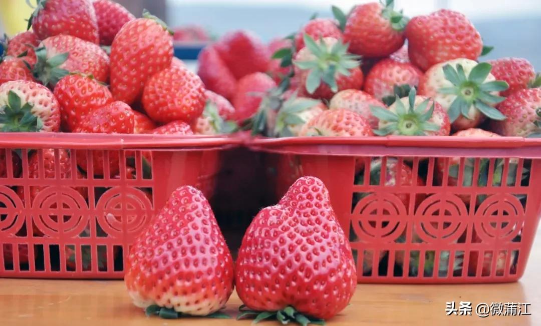 草莓采摘又到了吃草莓的季节,春季草莓采摘的正确打开方式