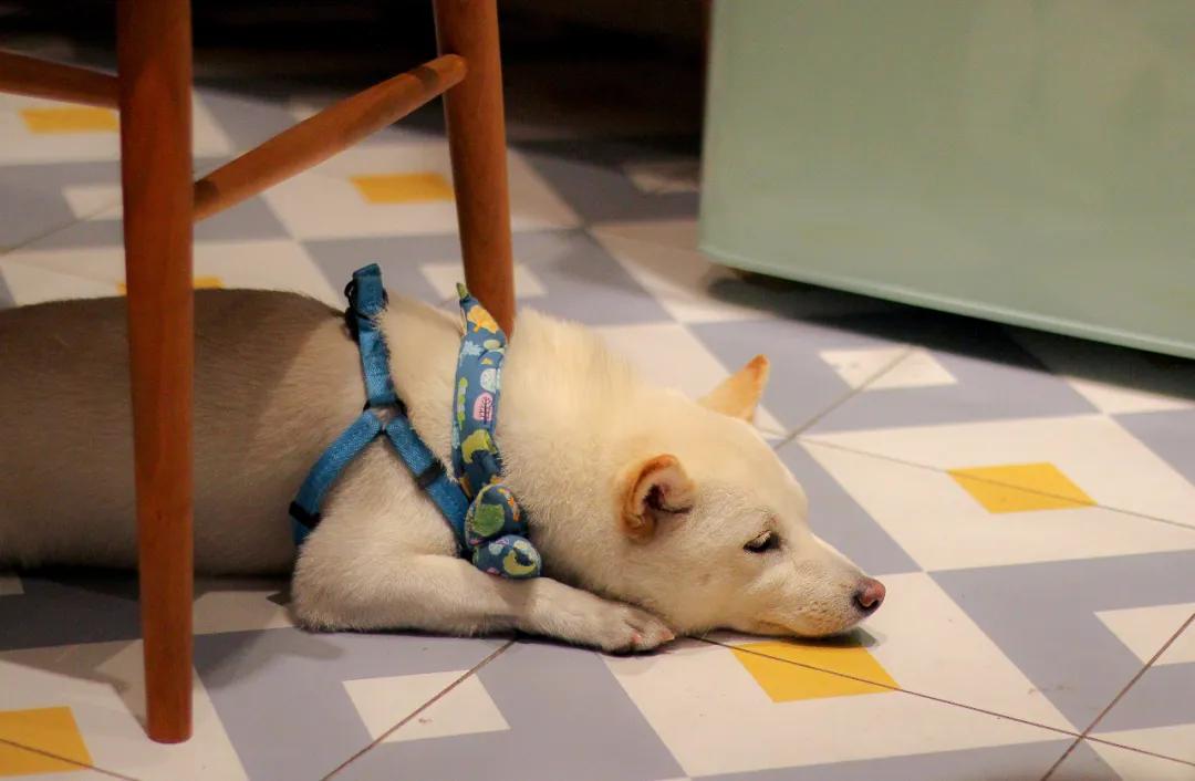 一人食店铺清单,一人食小店推荐