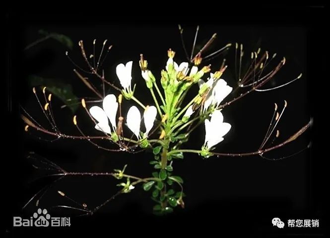 湖北孝感著名特产有什么,孝感最有名的特产有哪些