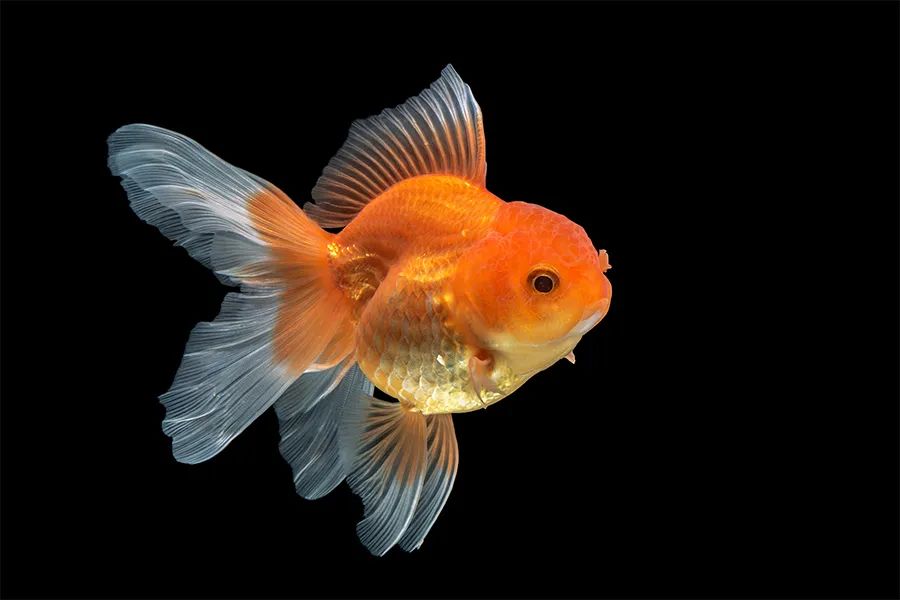 画金鱼儿童画,儿童画教程大全简单漂亮的花