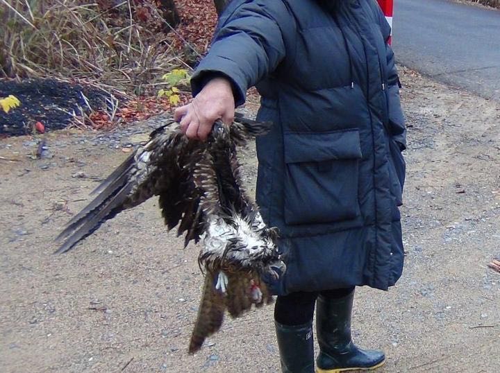 “听说吃老鹰脑壳可以治头疼,所以我就抓来跟我妈一起吃”