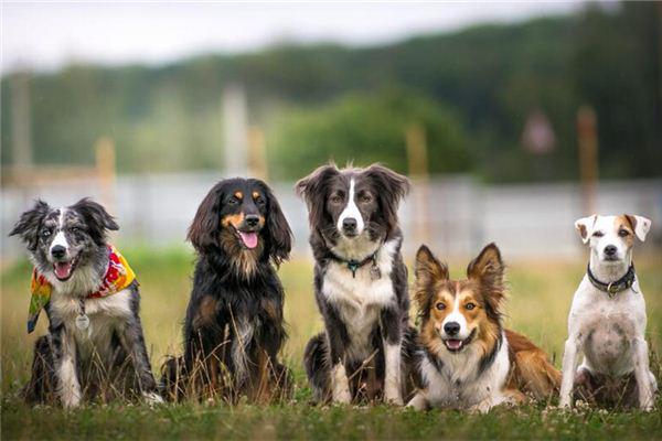 盘点各种品种的狗狗,狗狗可以吃的12个品种