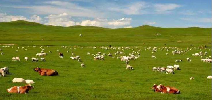 蒙古族宰牛全过程,蒙古族人怎么屠宰