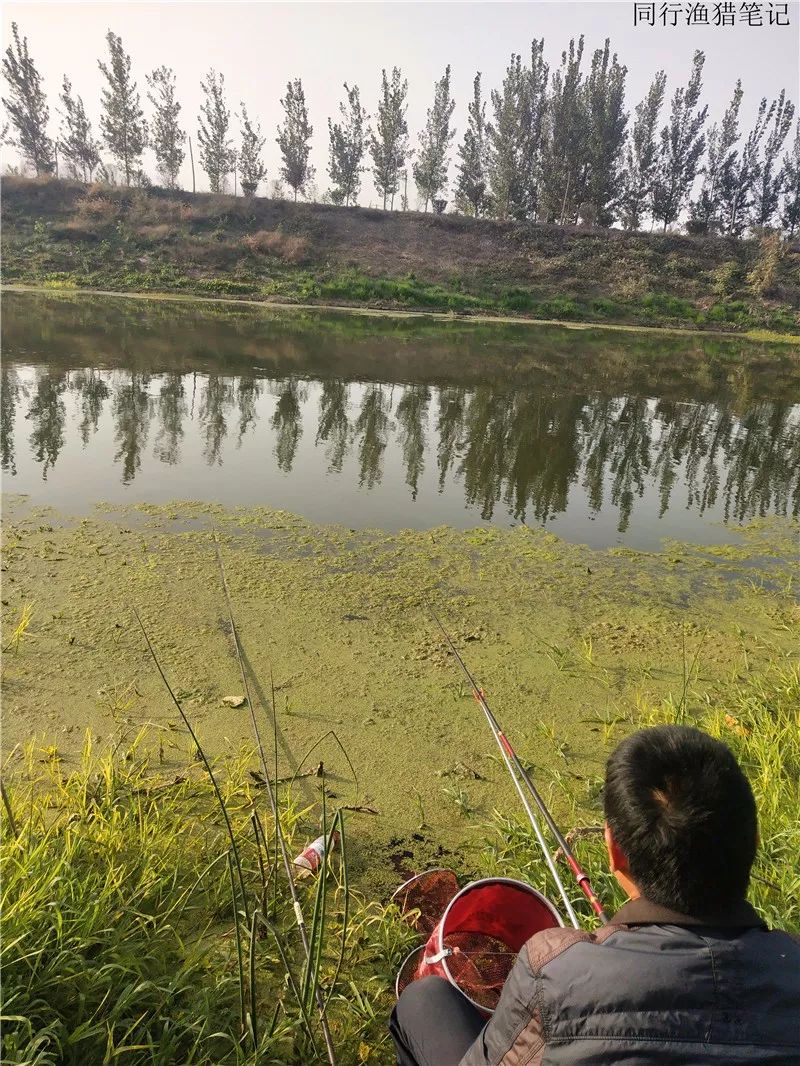 2019钓鲫鱼视频全集,钓鲫鱼的笔记