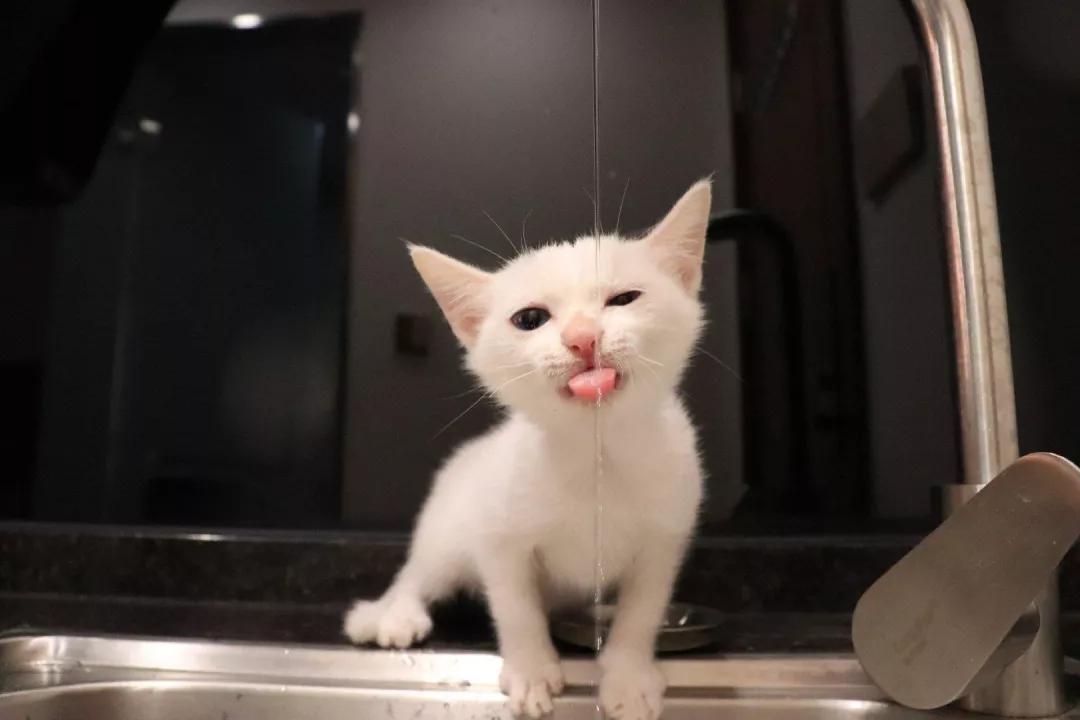 铲屎官最担心猫咪的几件事,爱玩水的猫怎么治