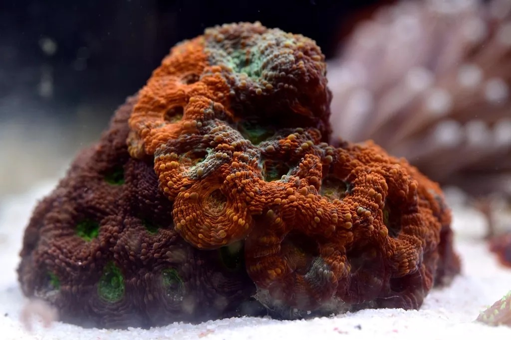 海水鱼缸如何降氨氮最好,海水鱼缸怎么区别营养盐高低