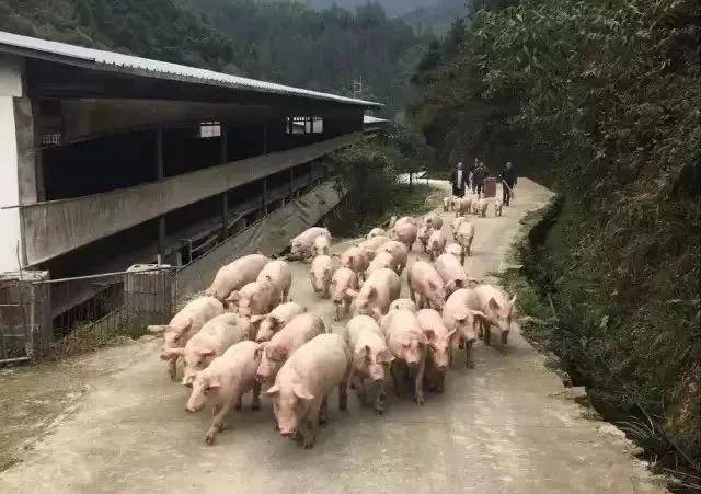 千头母猪场流传：母猪配种技术记录！（值得收藏）