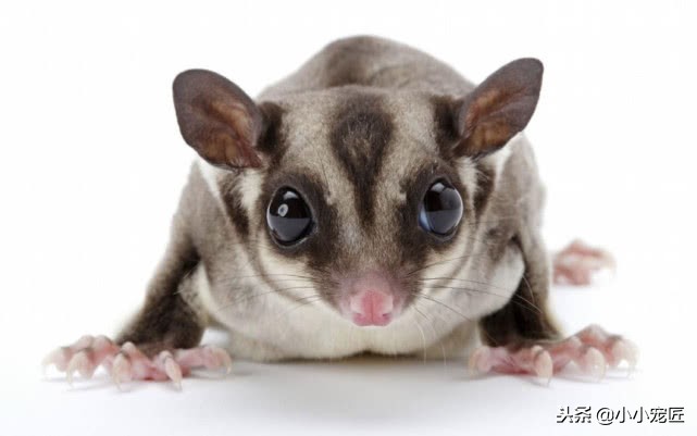 适合学生养的宠物蜜袋鼯,萌宠乐园如何饲养会飞翔的蜜袋鼯