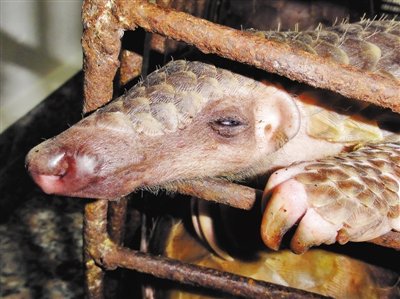 三种野生蝙蝠不能吃,十大不能吃的野生蝙蝠