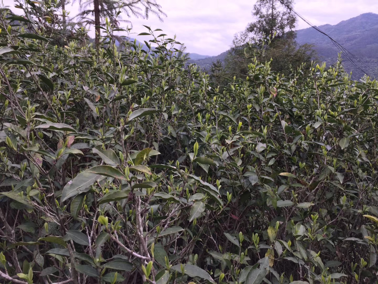 米芾经典代表作欣赏,讲解米芾满庭芳咏茶