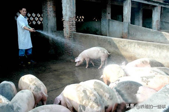 水泥地面养猪的危害,水泥地面对人有什么危害