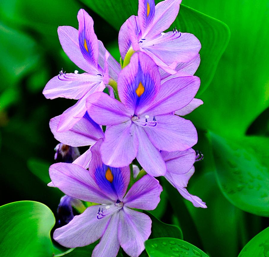 凤眼莲生长在什么环境下最好养,水养观赏小睡莲的技巧