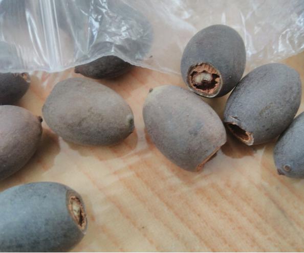 我家的江南风光,小小碗莲,自在清香淡雅,真的好看极了