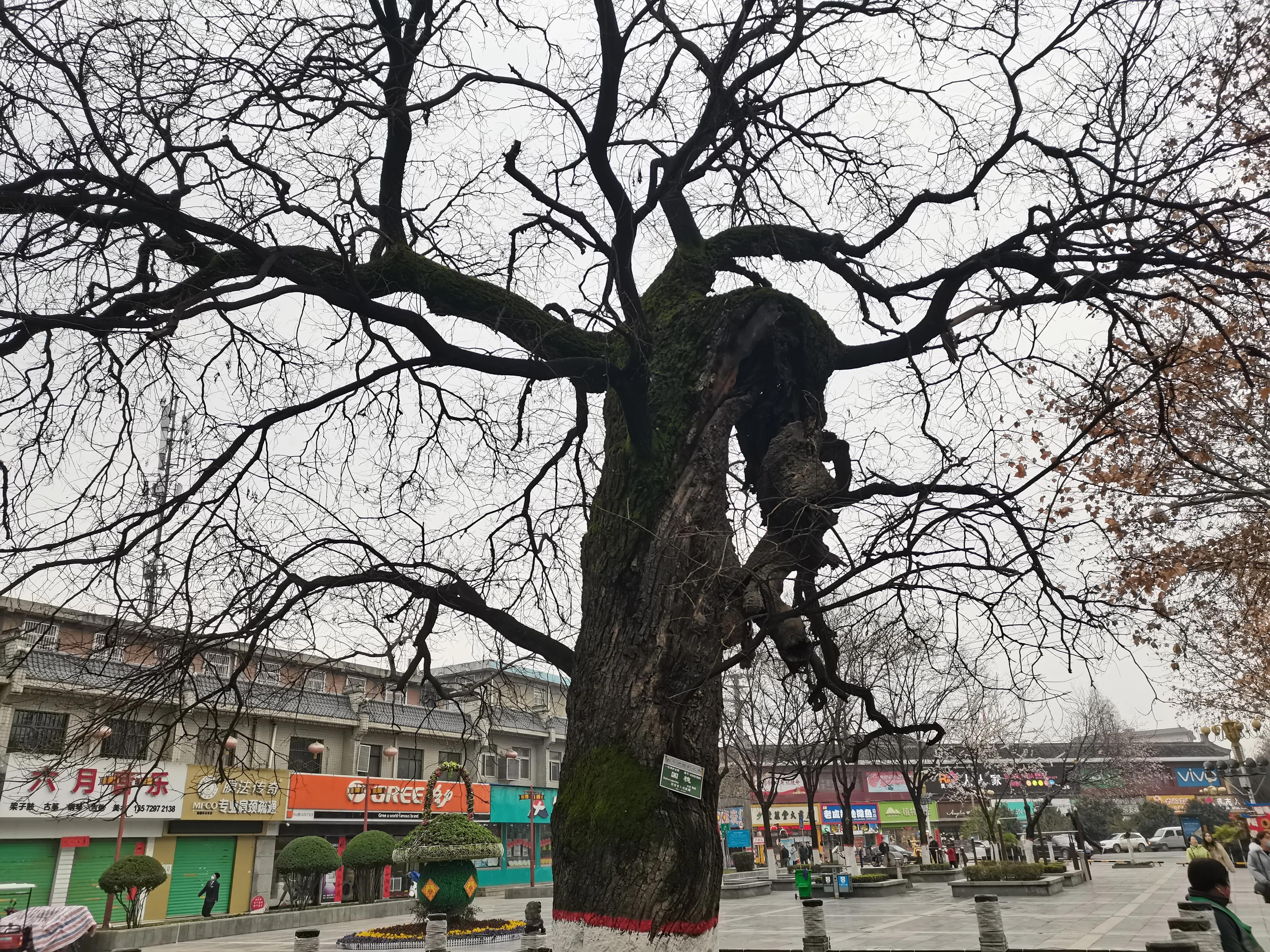 走进西安名胜古迹感受,户县名不虚传