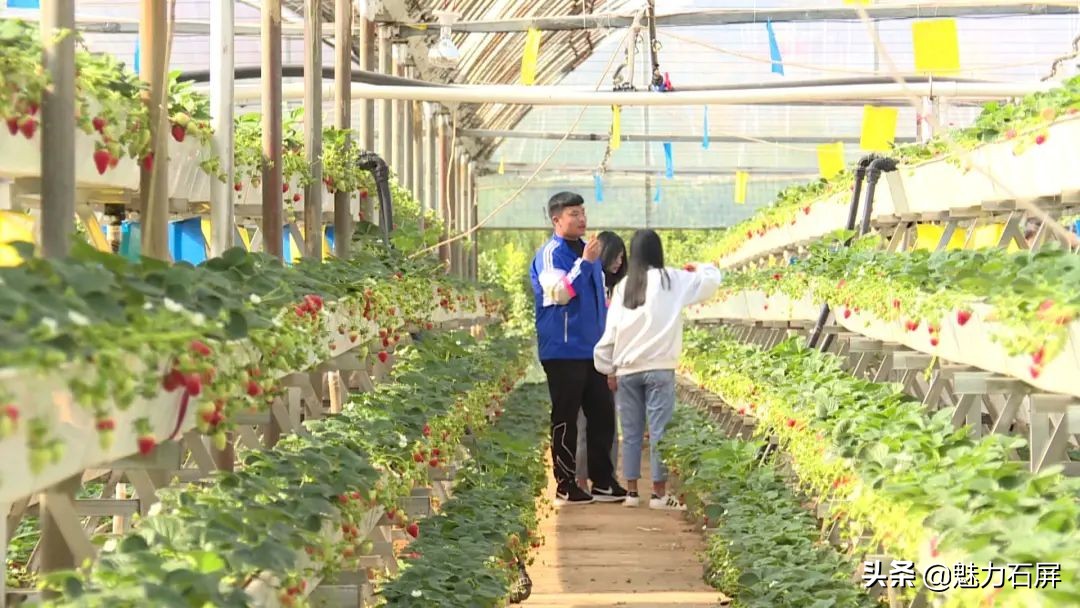 石屏坝心摘草莓,石屏草莓采摘园