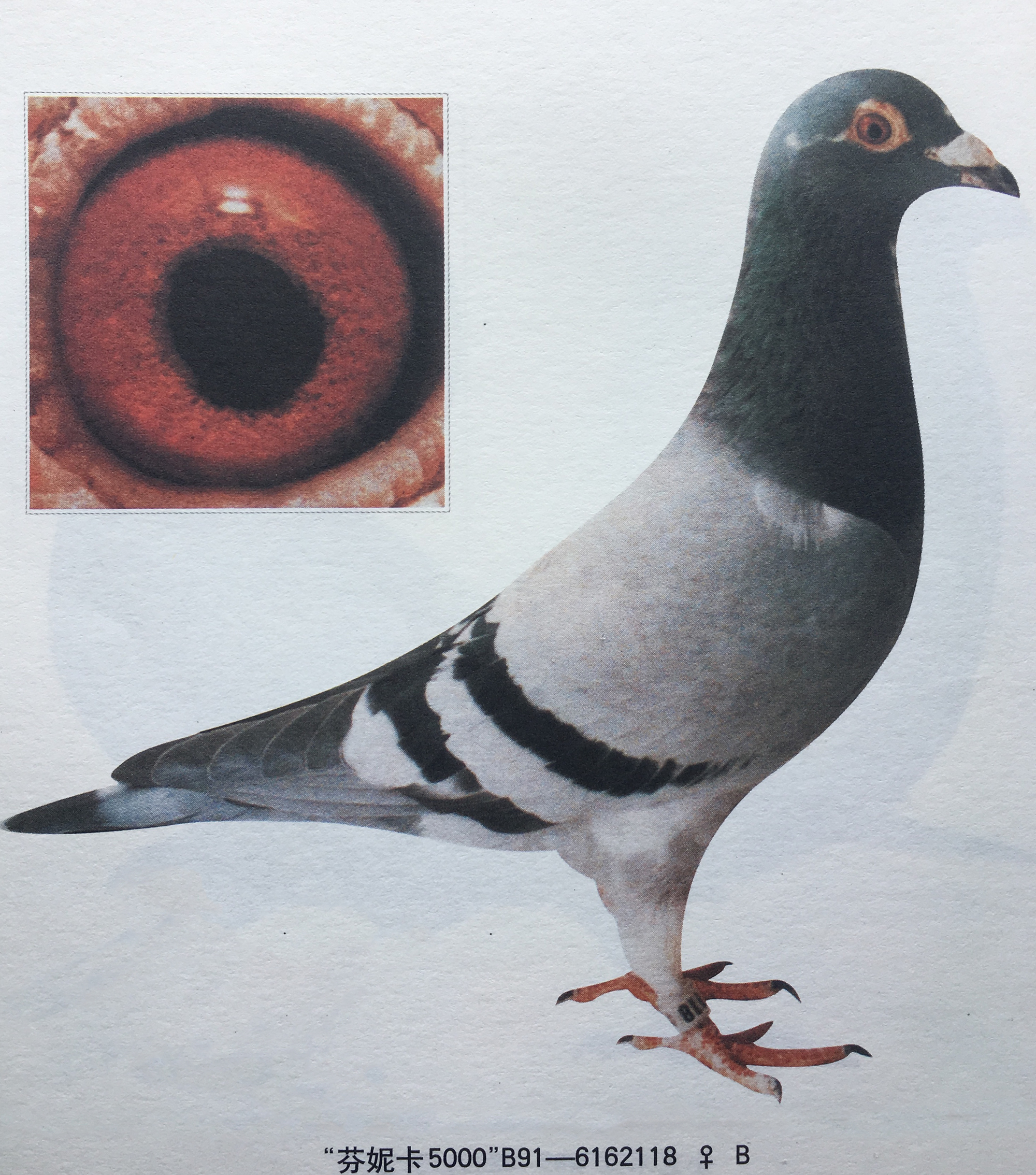 九方皋相马启示,从九方皋相马得到什么启示