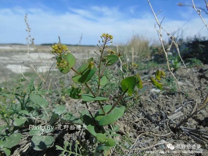 荒野拾遗录,荒野拾遗录完整