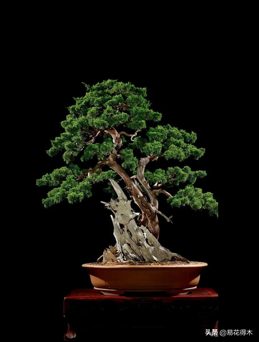 盆景舍利什么时候刷石硫合剂,舍利干罗汉松盆景