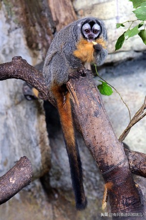 夜行馆动物重出「江湖」超萌「无脸男」准备与大家见面啰！