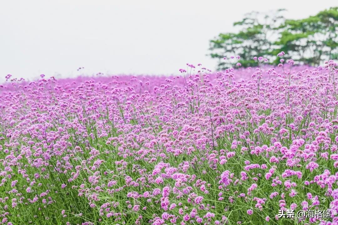 绱壊姊﹀够鑺辨捣鍏洯,娣卞湷鏅綏鏃烘柉2024绱壊鑺辨捣