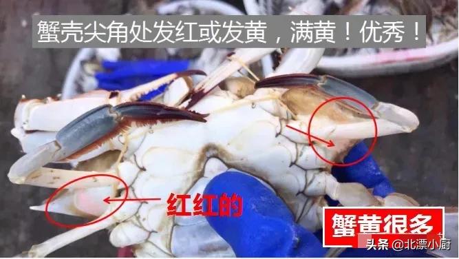 秋后的梭子蟹顶盖肥,梭子蟹顶盖肥好吗