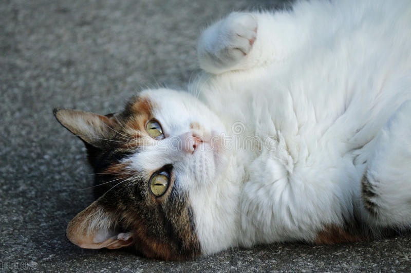 猫咪调皮治疗方法,猫咪顽皮阶段