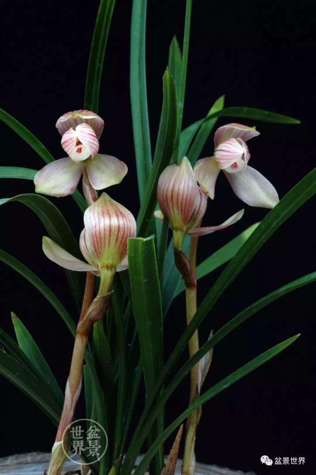 孔子家语芝兰生于深林全文拼音,芝兰生于深林不以无人而不芳翻译