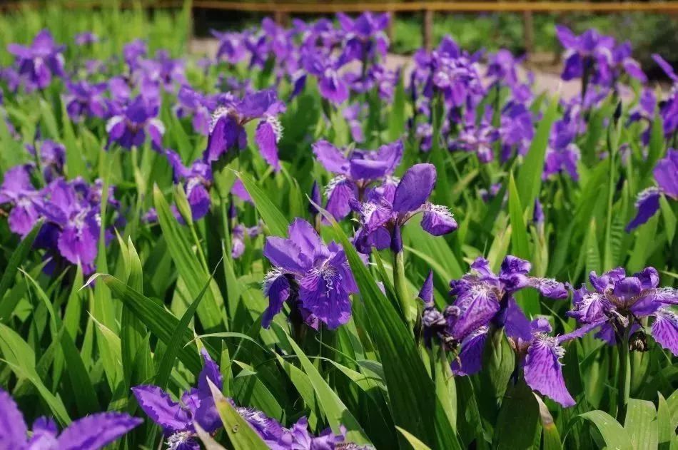 看到花的时候,不知是什么花?那就收下这份百花图谱