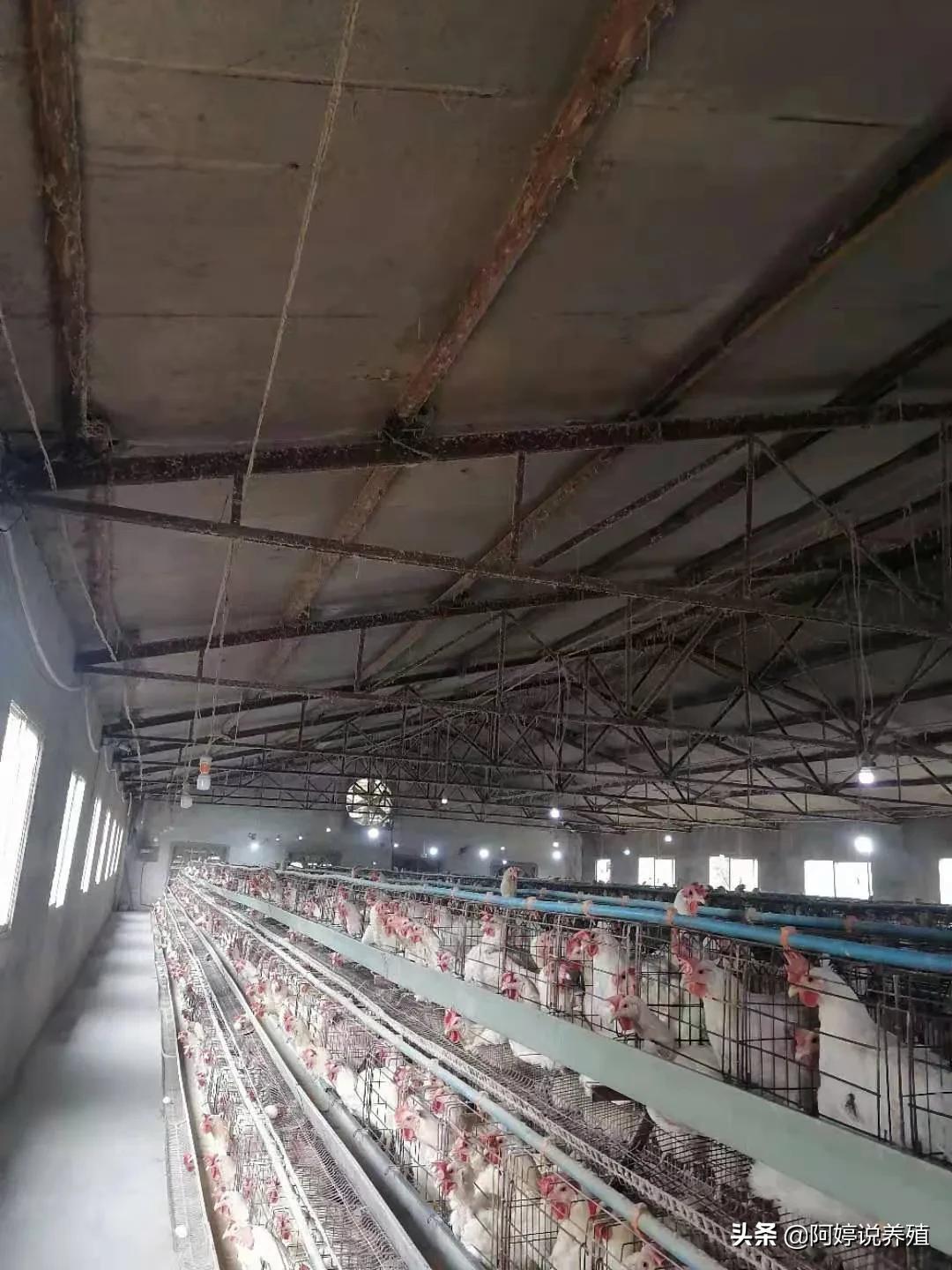 鸡粪便有红色线条,蛋鸡拉红色粪便是什么原因