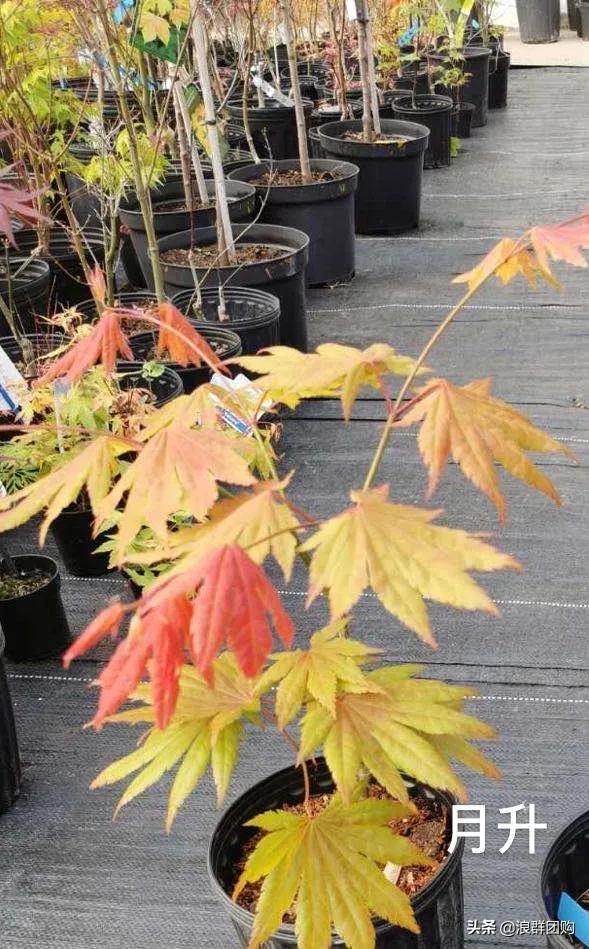 中式庭院藤类植物,枫树和紫藤