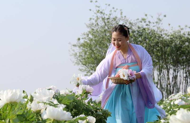 平陆张店白牡丹“梧桐”引“凤”富村民